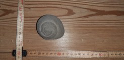 Betonschnecke 7cm